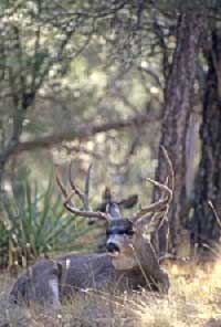 mule deer